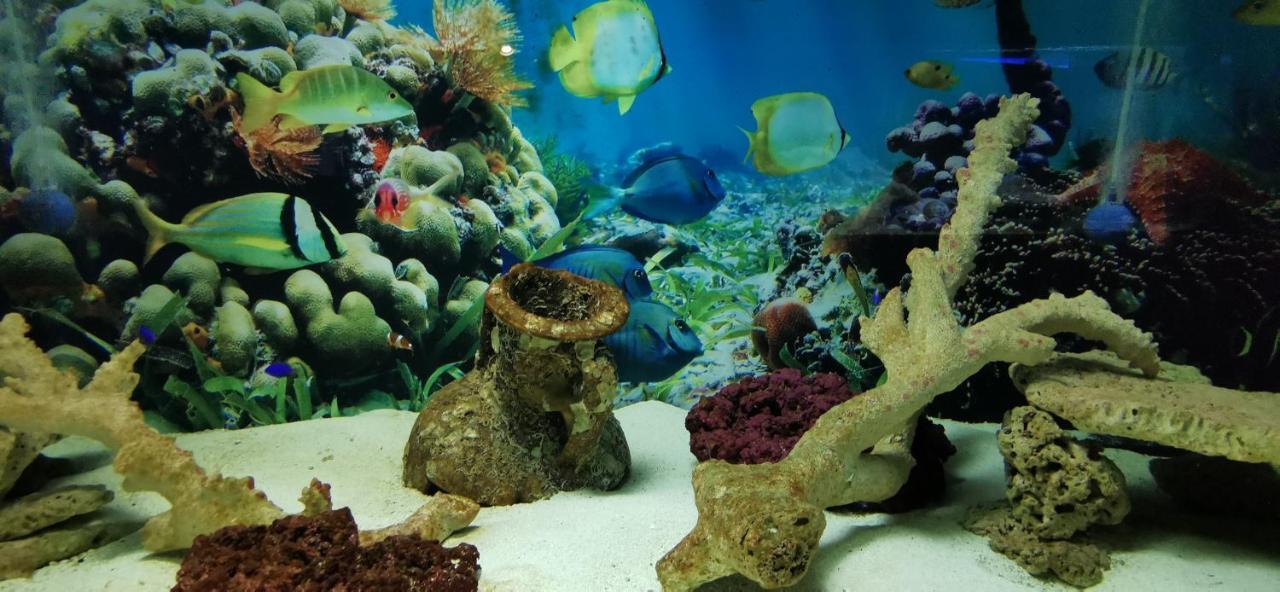 مبيت وإفطار ليبا Dolphin House المظهر الخارجي الصورة