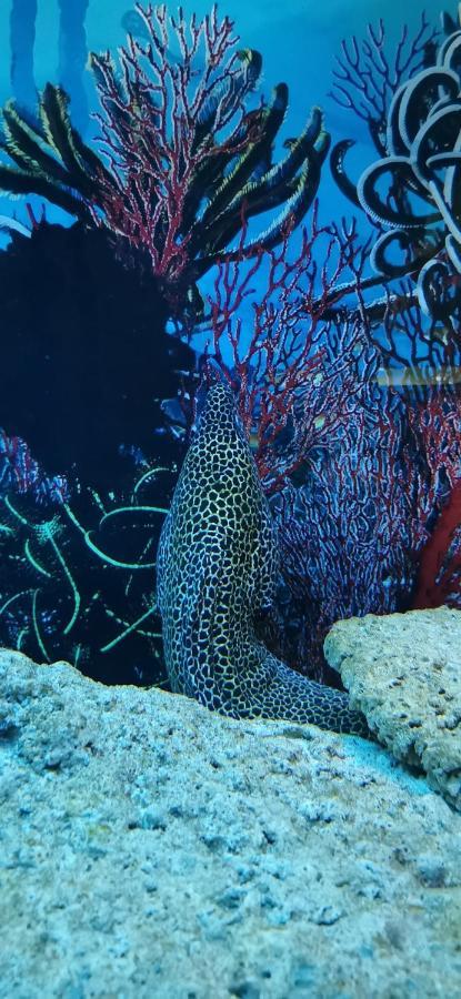 مبيت وإفطار ليبا Dolphin House المظهر الخارجي الصورة
