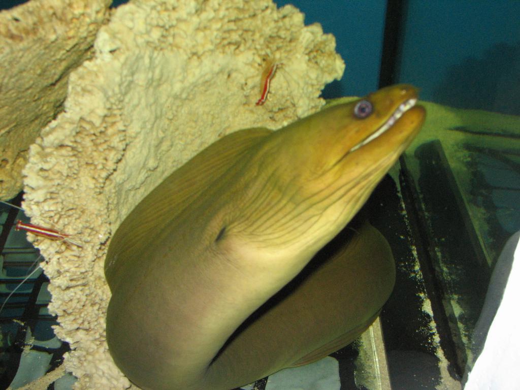 مبيت وإفطار ليبا Dolphin House المظهر الخارجي الصورة